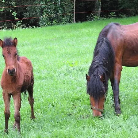 Дом отдыха Quinta Machado Da Pedra Bela