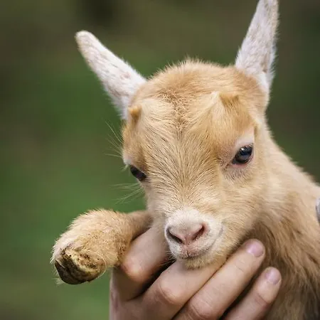 Quinta Machado Da Pedra Bela Hébergement de vacances *
