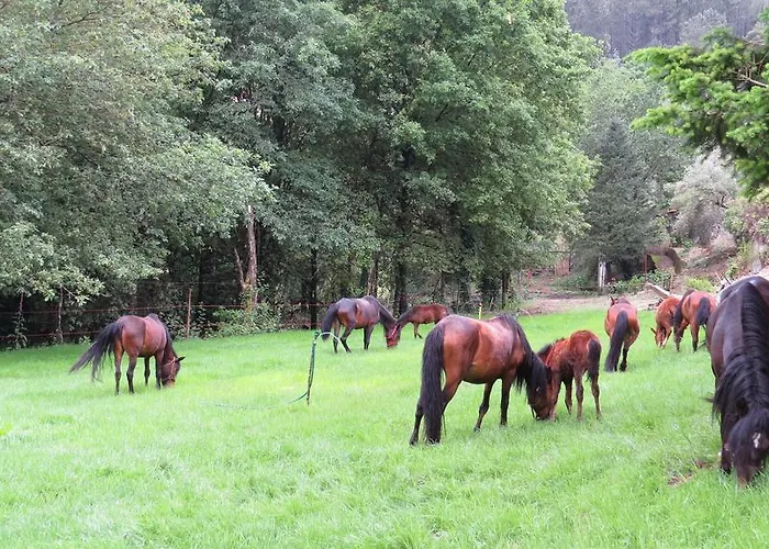 Quinta Machado Da Pedra Bela Casa vacanze *