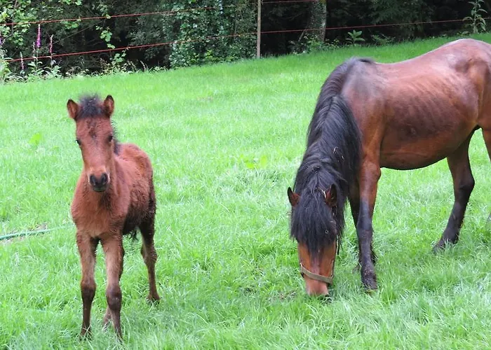펜션 Quinta Machado Da Pedra Bela