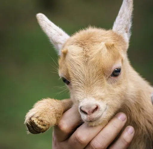 Quinta Machado Da Pedra Bela Casa vacanze *